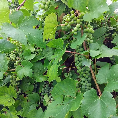 4 Ou 2 Parking Wifi Terrasse Cosy Condé-sur-Sarthe